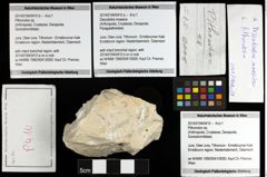 Foto (Objekt + Etiketten) von Discutiolira moesica 